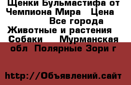 Щенки Бульмастифа от Чемпиона Мира › Цена ­ 1 000 - Все города Животные и растения » Собаки   . Мурманская обл.,Полярные Зори г.